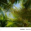 AI人脸/换脸/视频直播实时换脸/人脸认证/