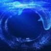 💹大亚洲人AUDIENCEWHALES流行趋势