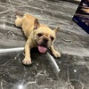 霸凌扒衣/精神小妹/SM母狗/吃瓜猎奇